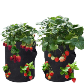 Vải không dệt PP