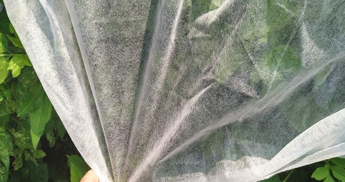 Vải không dệt PP