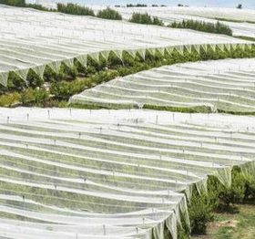 Vải không dệt PP