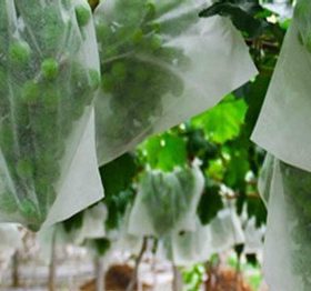 Vải không dệt PP